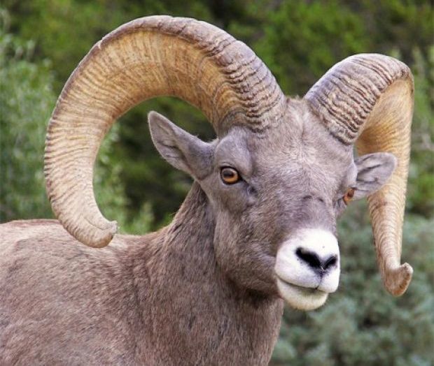 You've met a celebrity animal (like Bam Bam the bighorn sheep)